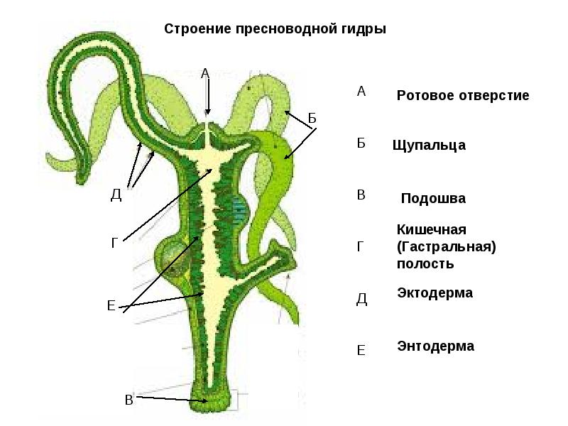Кракен почему не заходит